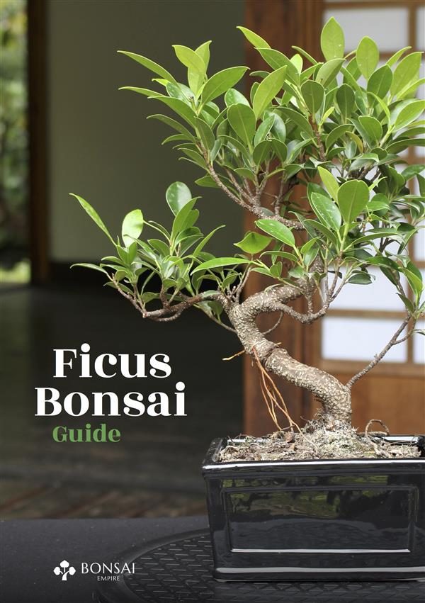 Bonsai Empire · El Corte Inglés